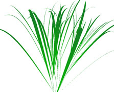 3D rice model