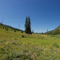 Yellowstone